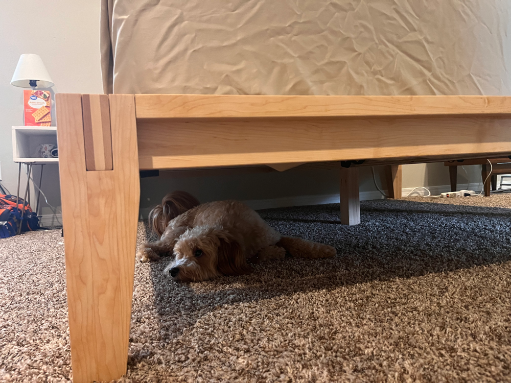 A photograph of a mini goldendoodle underneath the bed