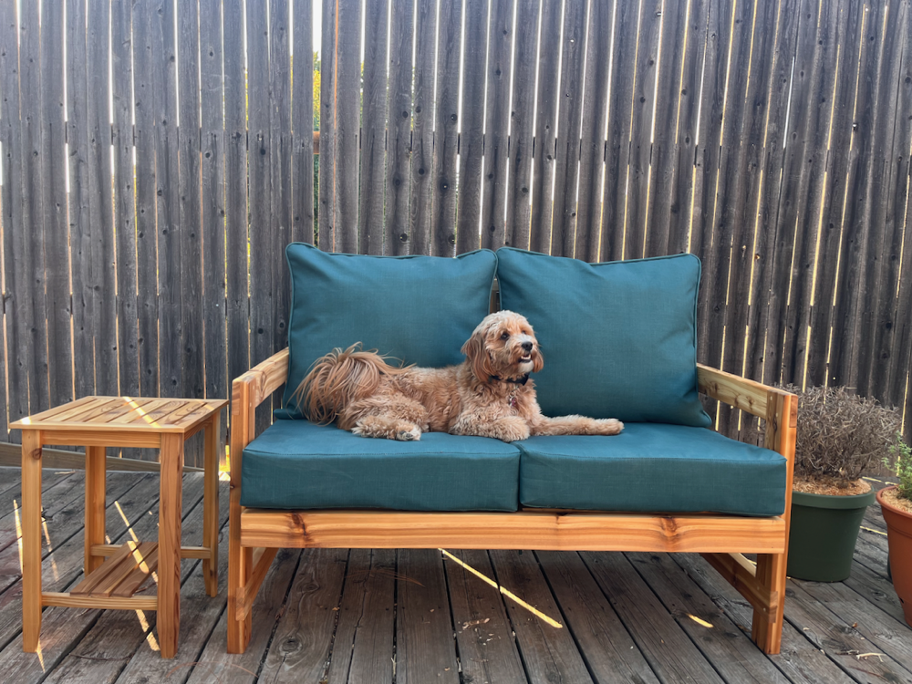 A photograph of a mini goldendoodle on the sofa